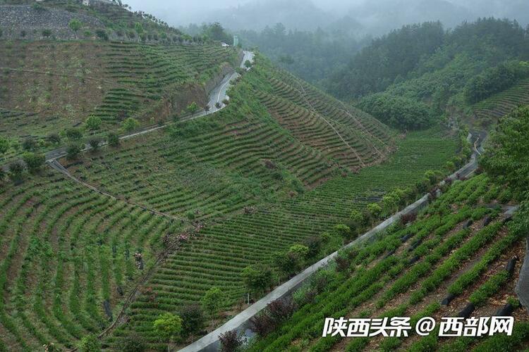 （轉載）商南：三代茶人接力提品質樹品牌拓市場 創出北緯33°奇跡_fororder_37cb959028392debcc3a5340edf4534e