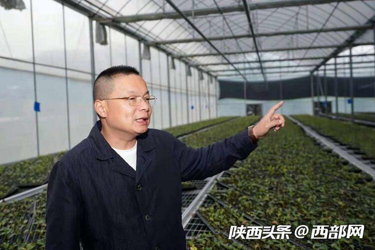 （轉載）商南：三代茶人接力提品質樹品牌拓市場 創出北緯33°奇跡_fororder_0ea94ff75533881a87c2e3f8a777ced7