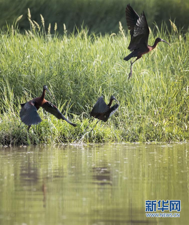國家二級保護動物彩鹮現身陜西