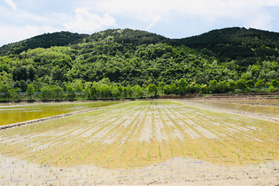陜西富縣萬畝水稻種植進入“插秧季”