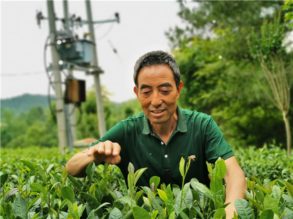 科創轉化助力奔小康 “楊淩農科”釋放正向效應_fororder_在茶園工作的茶農羅天友正在忙碌