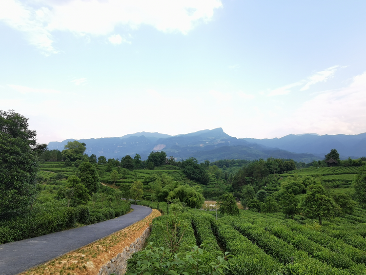 “茶博士”“茶王”強強聯手 漢中“茶旅融合”蹚出新路子_fororder_圖片2