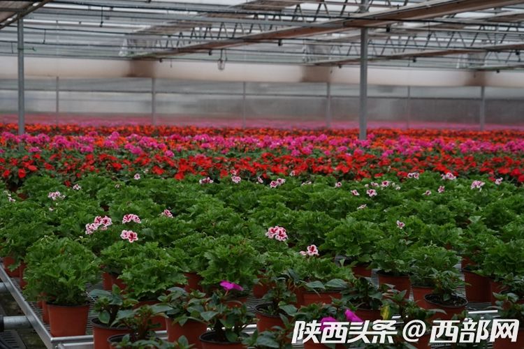 秦漢鮮花港打造國際花卉生産交易中心 助力陜西花卉産業發展