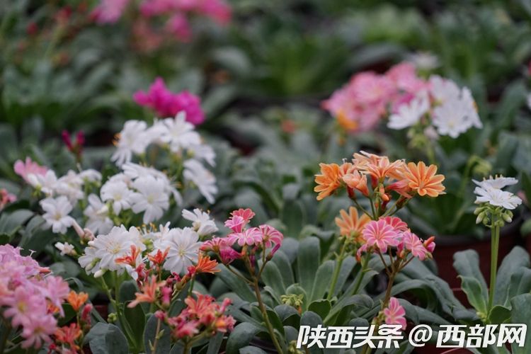 秦漢鮮花港打造國際花卉生産交易中心 助力陜西花卉産業發展
