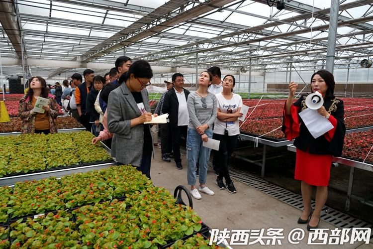 秦漢鮮花港打造國際花卉生産交易中心 助力陜西花卉産業發展
