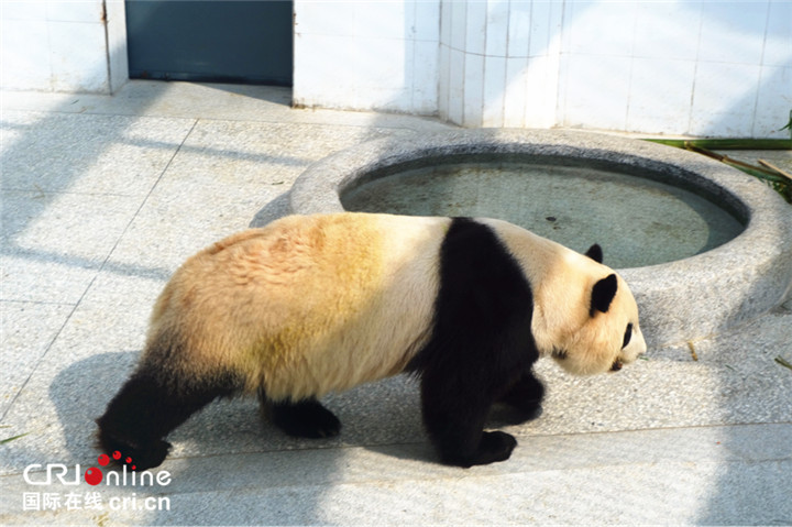 前方高能！一批“萌獸”出沒_fororder_圖片80