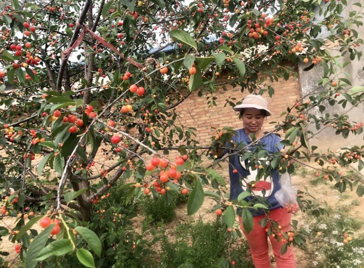 陜西富縣：暖暖櫻桃情 灼灼脫貧意