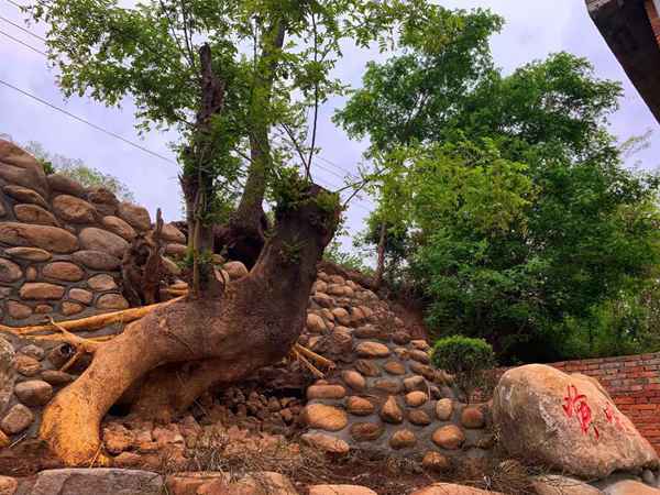 長安這個“花園鄉村”厲害了 “美麗庭院”有30多家