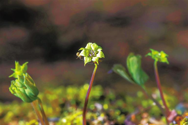 【中首 陜西 圖】秦嶺陜西段 為啥珍稀野生動植物頻頻“亮相”?