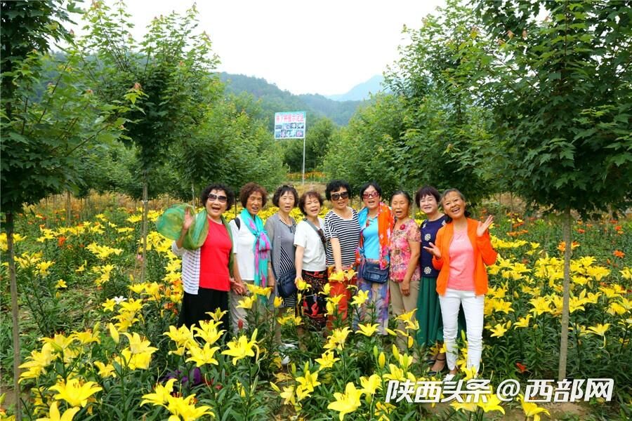 夏天的味道|石泉的百合花開了 好看又好吃