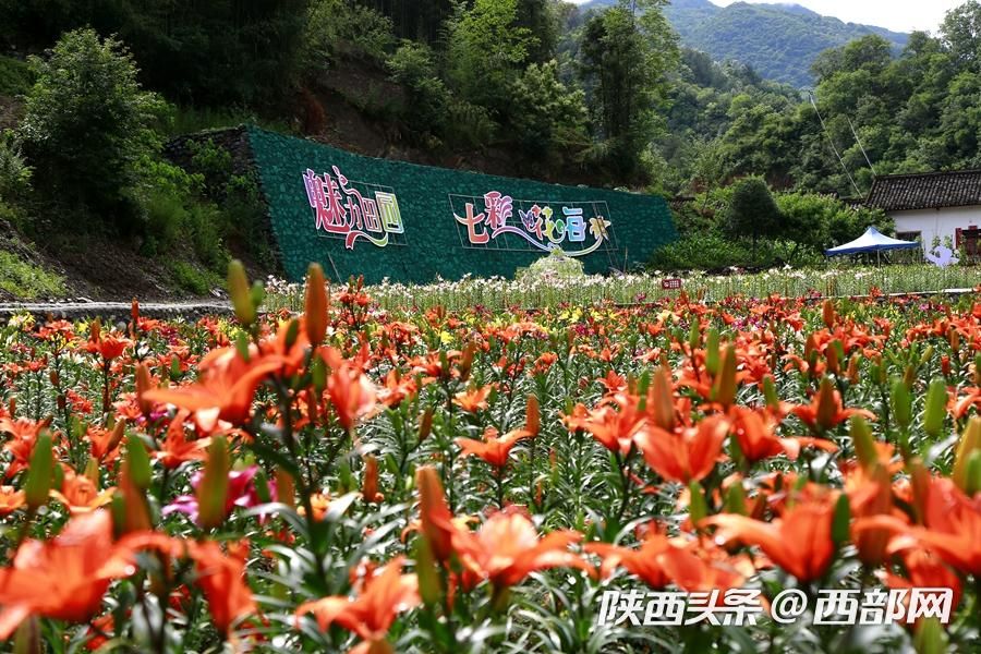 夏天的味道|石泉的百合花開了 好看又好吃