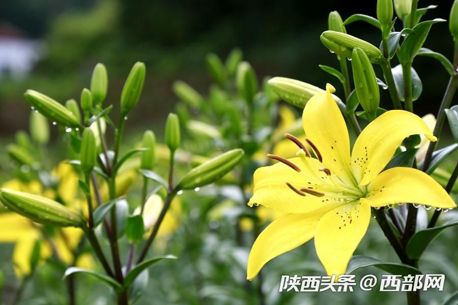 夏天的味道|石泉的百合花開了 好看又好吃