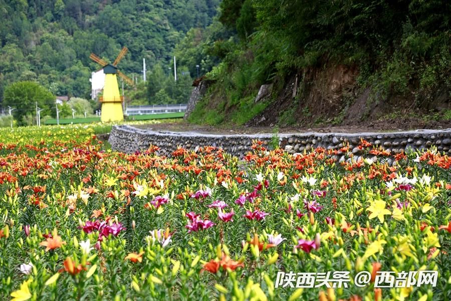 夏天的味道|石泉的百合花開了 好看又好吃