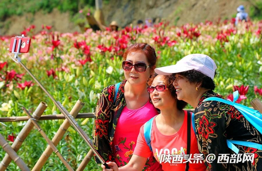 夏天的味道|石泉的百合花開了 好看又好吃