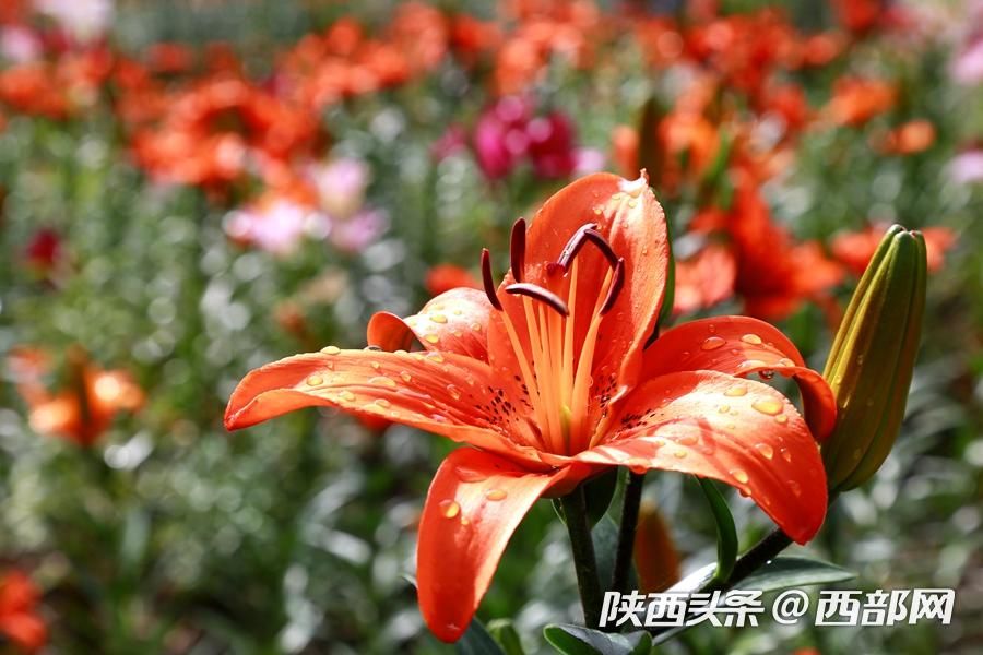 夏天的味道|石泉的百合花開了 好看又好吃