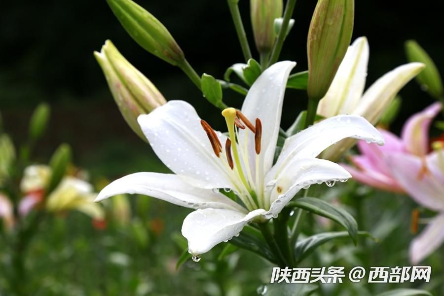 夏天的味道|石泉的百合花開了 好看又好吃