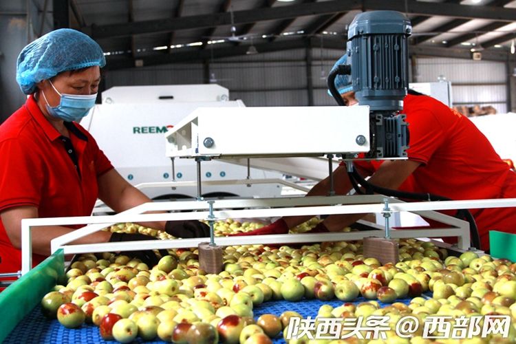 以銷優産 阿裏社區電商數字賦能大荔冬棗冷鏈直送全國社區_fororder_7aa85b78c3c099935ddb9d1aa6afc86f