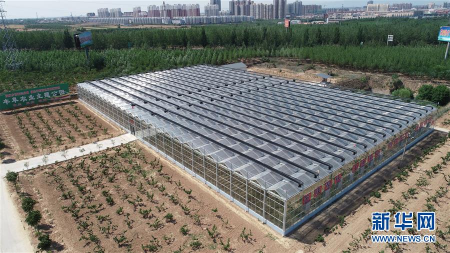 陜西合陽：發展設施農業 助力鄉村振興