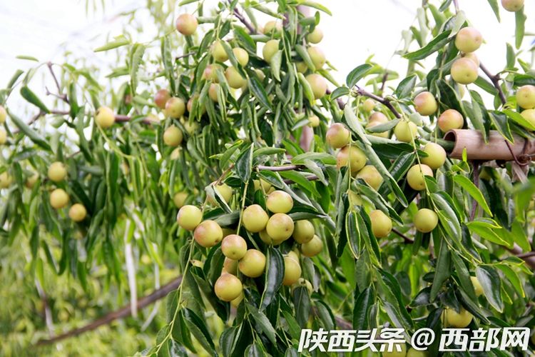 以銷優産 阿裏社區電商數字賦能大荔冬棗冷鏈直送全國社區_fororder_d6158c2593d33b65719344f2a8e67e29