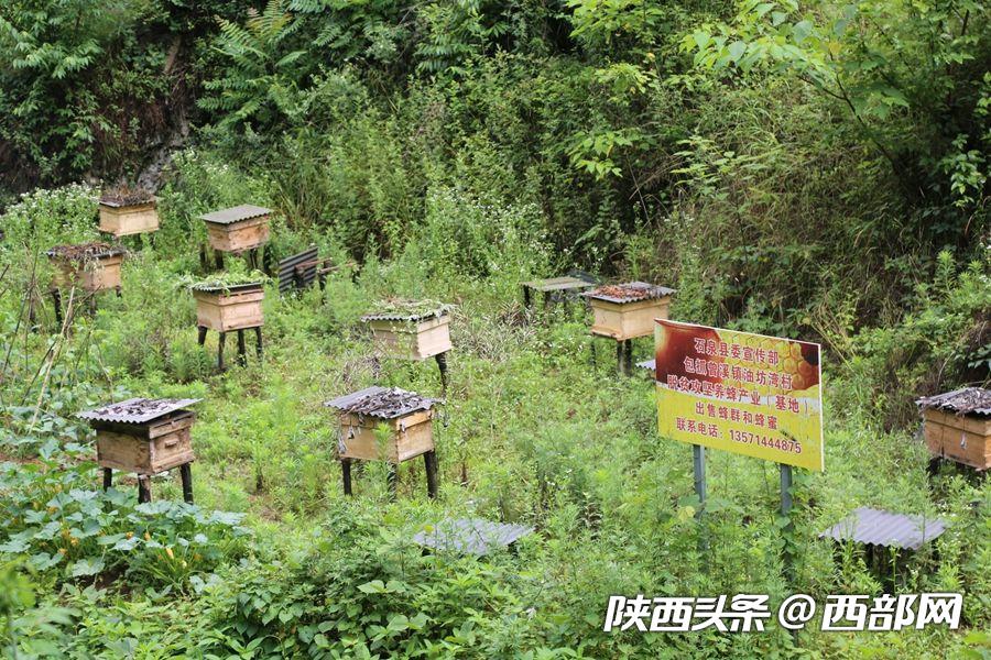 石泉：駐村幹部成了養蜂“土專家” 帶領村民脫貧致富