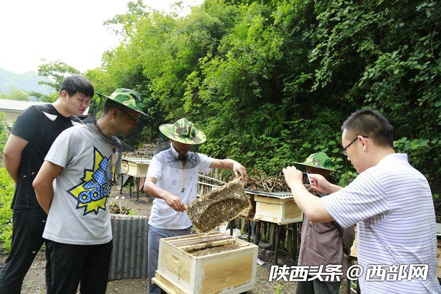 石泉：駐村幹部成了養蜂“土專家” 帶領村民脫貧致富
