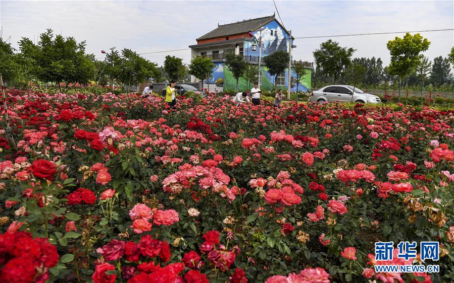陜西洛南：鋪滿鮮花的玫瑰小鎮