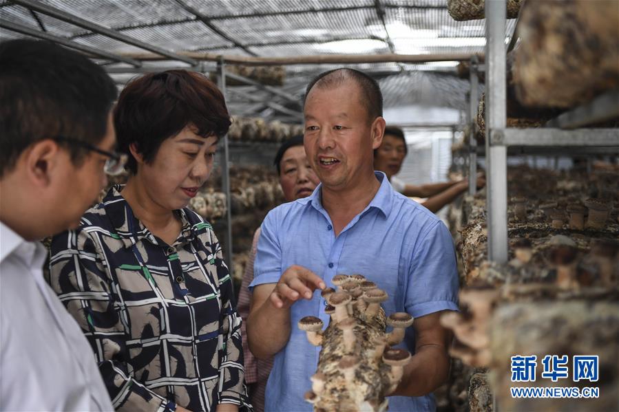 秦嶺小鎮特色農業 鋪就家門口致富路
