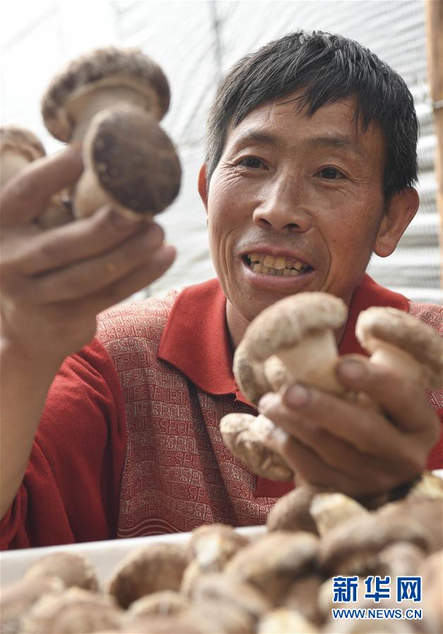 秦嶺小鎮特色農業 鋪就家門口致富路
