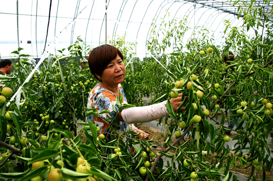 西安市高陵區：夏天銷售鮮冬棗 溫棚種植收益高