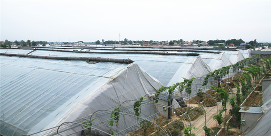 西安市高陵區：夏天銷售鮮冬棗 溫棚種植收益高