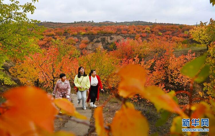（轉載）陜西榆陽：萬畝秋紅醉人間