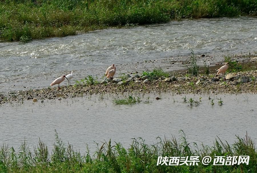 寧強大林河畔首次發現朱鹮