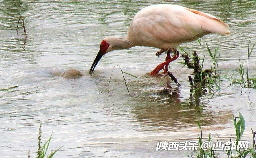 寧強大林河畔首次發現朱鹮