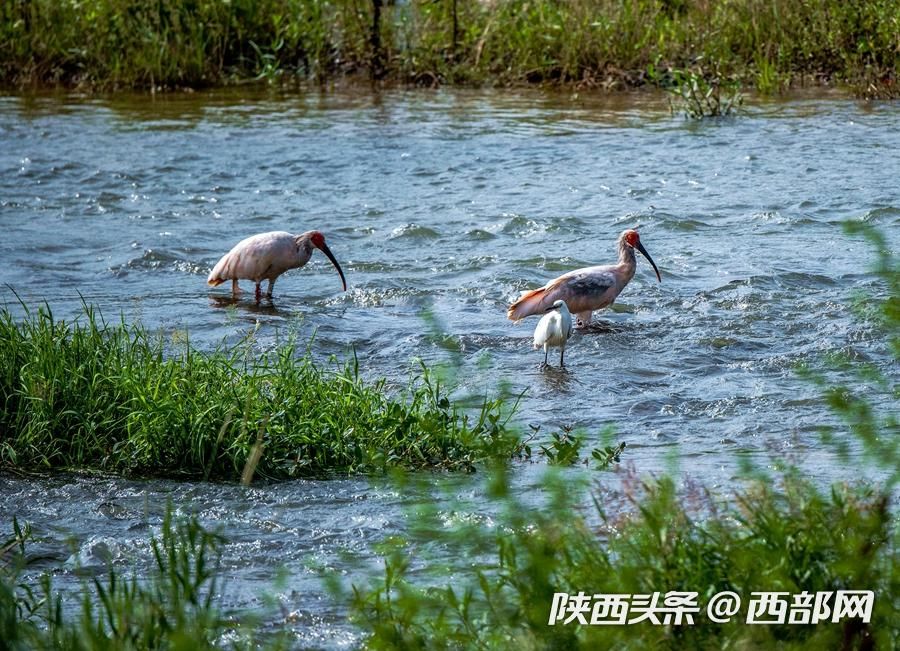 寧強大林河畔首次發現朱鹮