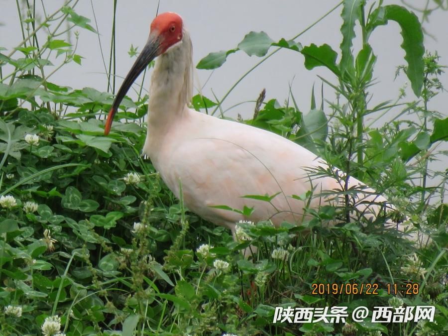 寧強大林河畔首次發現朱鹮