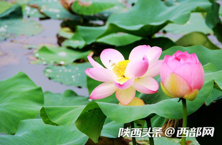 桃花潭水深千尺 映日荷花別樣紅