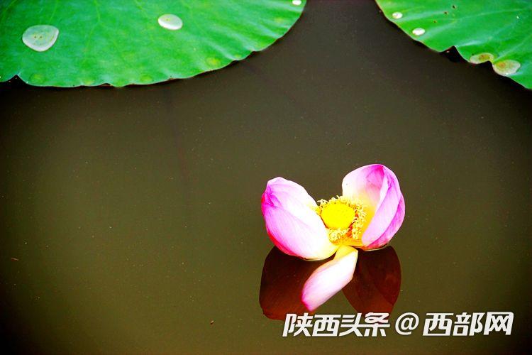 桃花潭水深千尺 映日荷花別樣紅