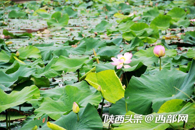 桃花潭水深千尺 映日荷花別樣紅