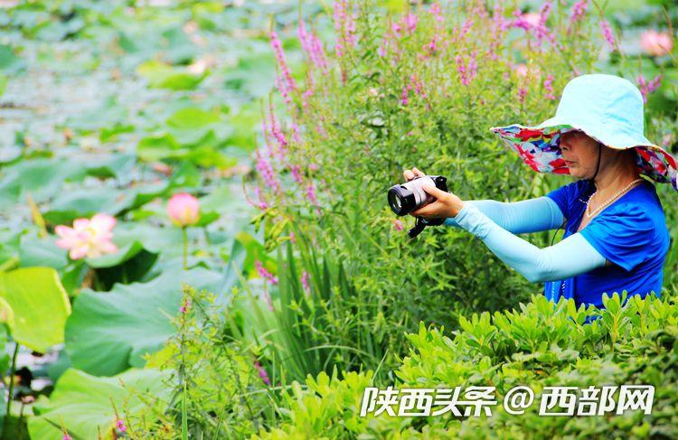 桃花潭水深千尺 映日荷花別樣紅
