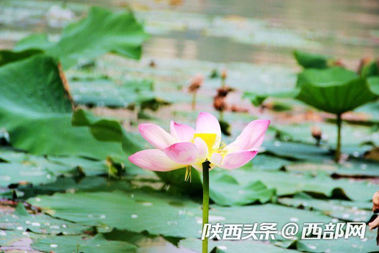 桃花潭水深千尺 映日荷花別樣紅
