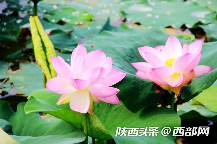 桃花潭水深千尺 映日荷花別樣紅