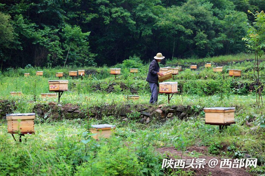 寧陜棋盤村農民致富的“甜蜜産業”