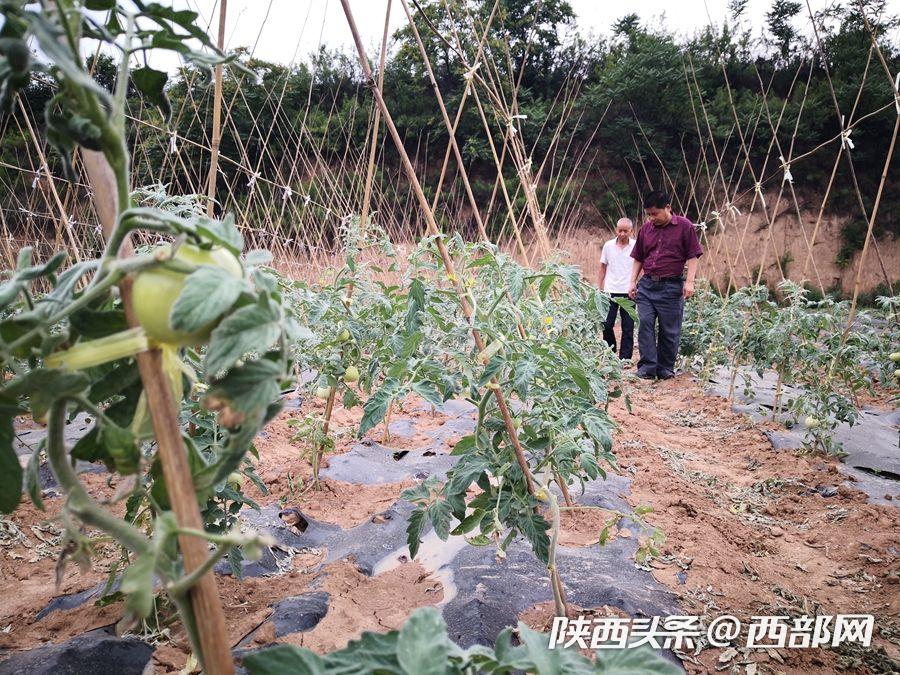 由扶貧到致富 西安市臨潼王灣村的綠色産業之路