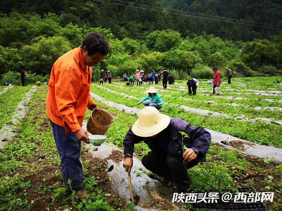 寧陜新場鎮園區升級助推産業振興 貧困戶家門口就能上班