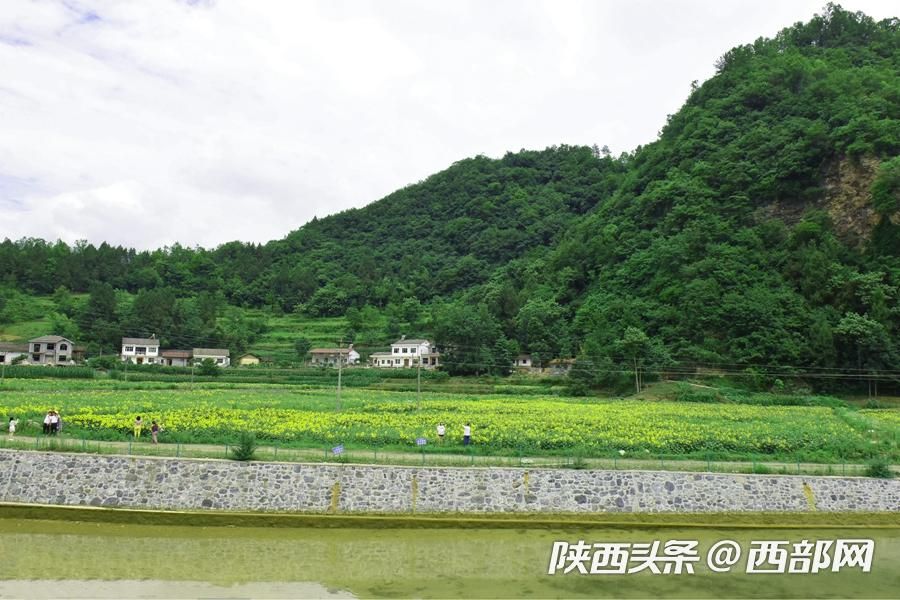陜南小鎮向日葵花開成海 吸引遊客前往