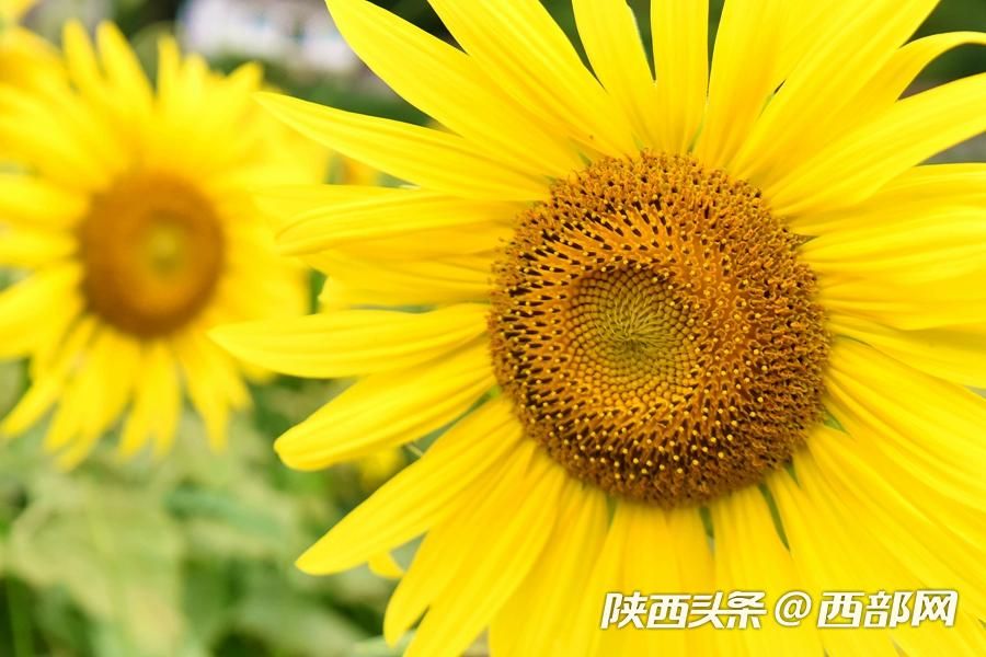 陜南小鎮向日葵花開成海 吸引遊客前往