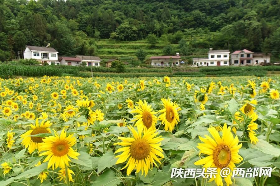 陜南小鎮向日葵花開成海 吸引遊客前往