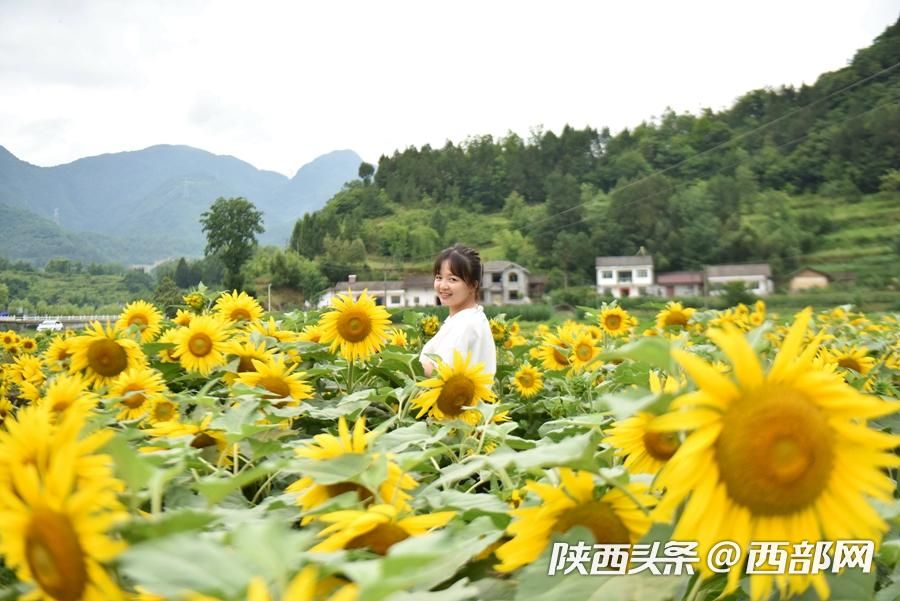 陜南小鎮向日葵花開成海 吸引遊客前往