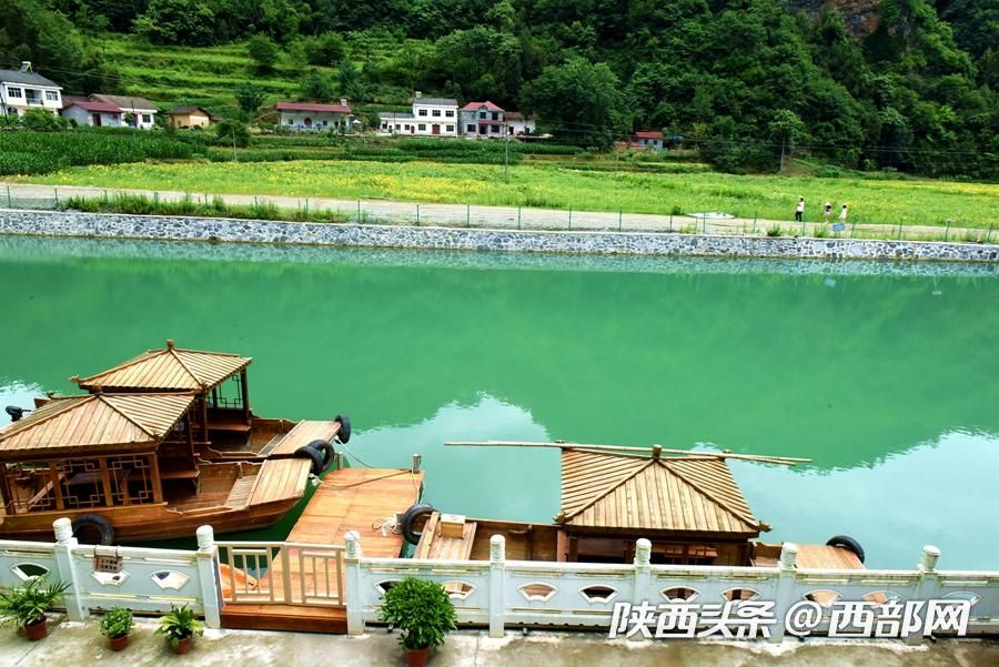 陜南小鎮向日葵花開成海 吸引遊客前往