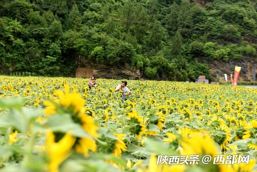 陜南小鎮向日葵花開成海 吸引遊客前往